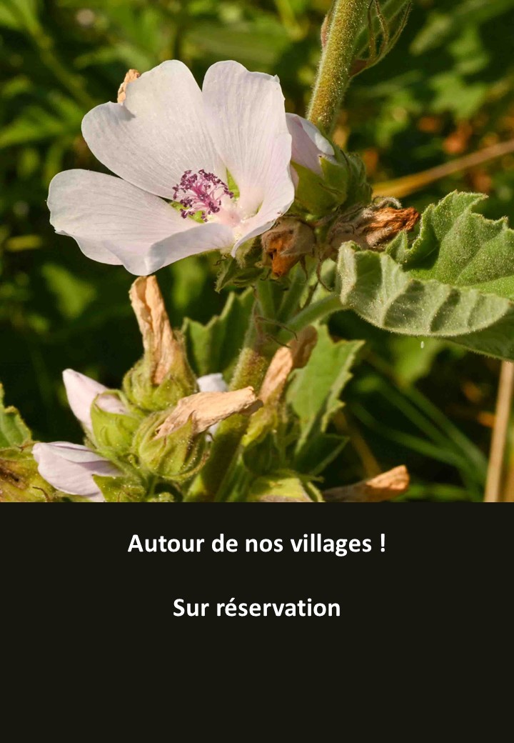 Village4